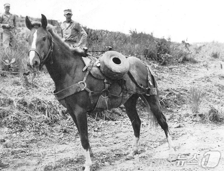 본문 이미지 - 미 해병대 소속 군마 레클리스. (SGT 레클리스 홈페이지 제공)