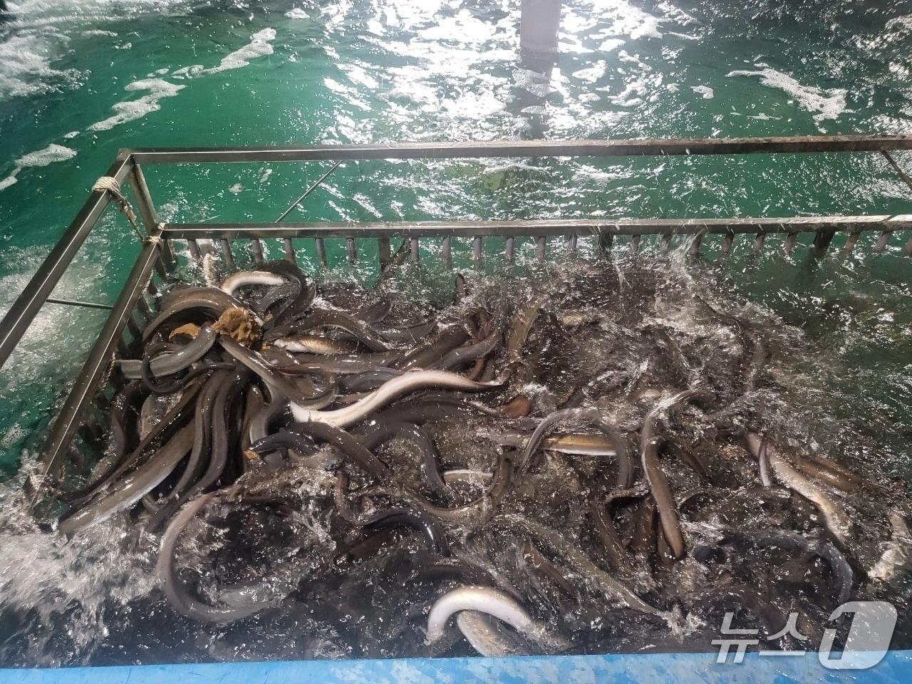 본문 이미지 - 민물장어 양식장(전남도 제공)(사진은 기사 내용과 관련 없음)