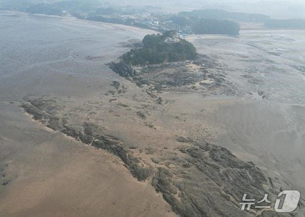 본문 이미지 - 직언도 갯벌. / 뉴스1