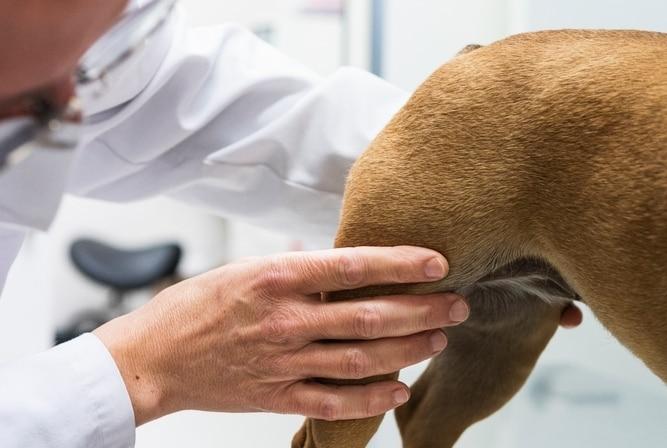 본문 이미지 - 반려견이 갑자기 절뚝거리거나 다리를 들고 걷는 증상은 단순한 근육 문제를 넘어 관절 손상의 신호일 수 있다(클립아트코리아, 사진은 기사 내용과 무관함). ⓒ 뉴스1