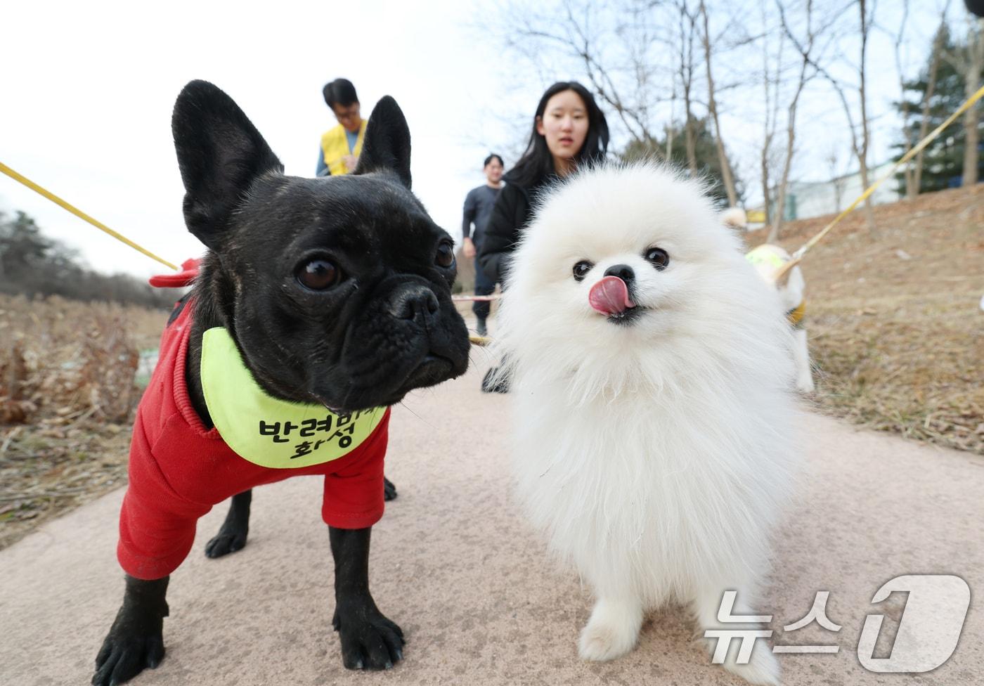 본문 이미지 - 반려동물 자료사진. 2026.1.14 ⓒ 뉴스1 김영운 기자