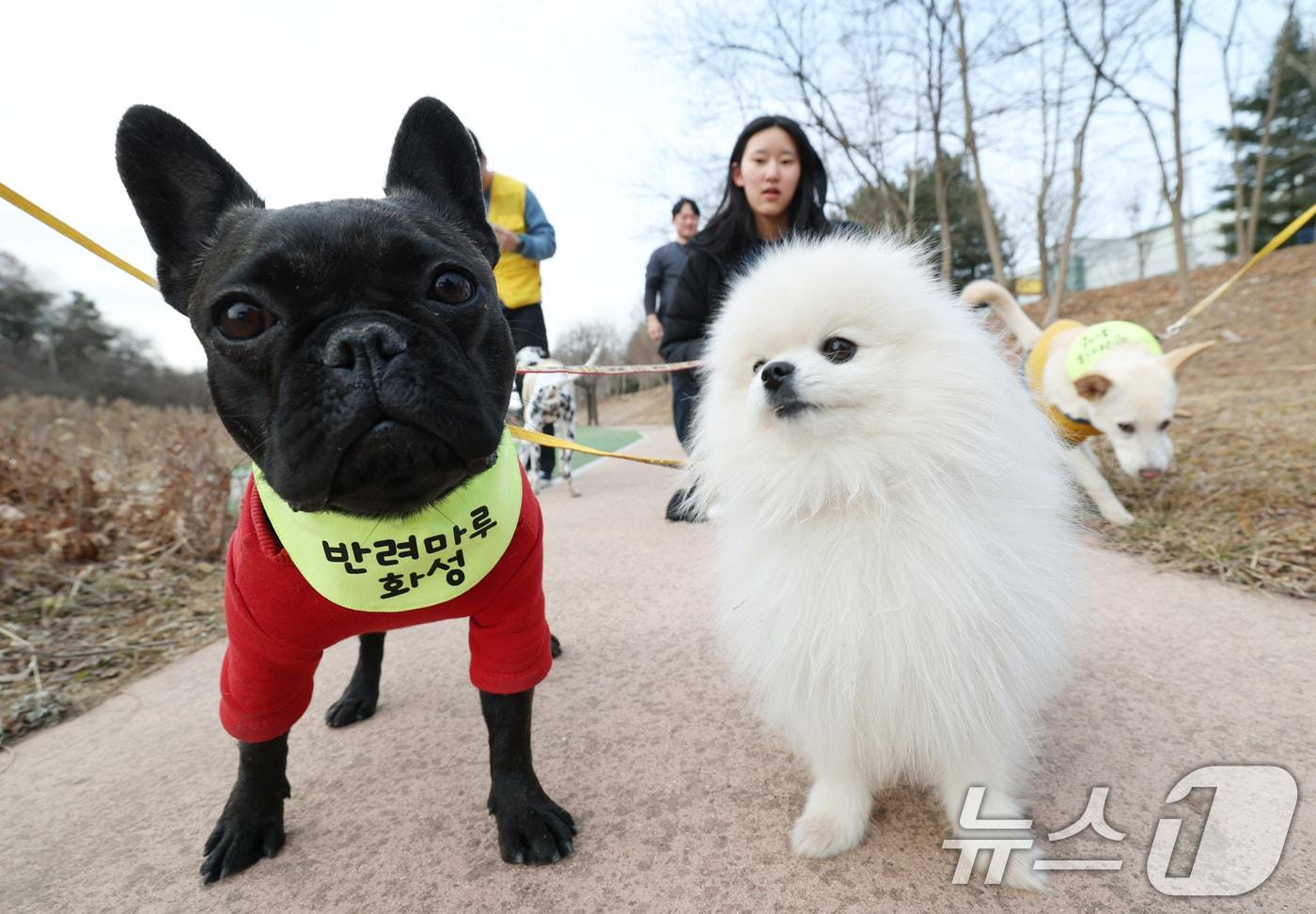 14일 경기 화성시 마도면 반려마루 화성에서 청소년 자원봉사자들이 방학을 맞아 보호동물과 교감활동을 하고 있다.  2026.1.14/뉴스1 ⓒ News1 김영운 기자