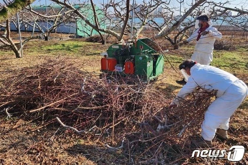 본문 이미지 - 영천시 영농부산물 파쇄지원단 활동 모습.(경산시 제공)/뉴스1 ⓒ News1 정우용 기자