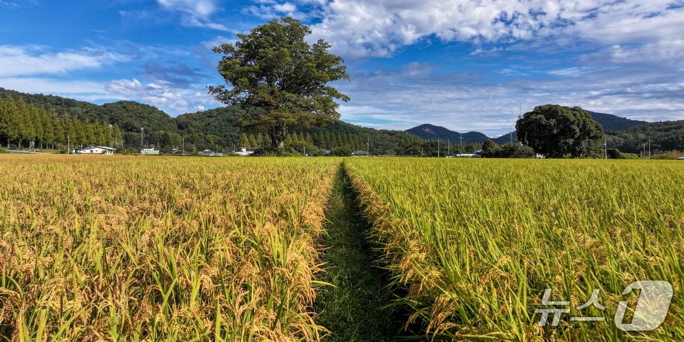 전북 순창의 가을 모습. 벼가 노랗게 익어가고 있다.(순창군 제공. 재판매 및 DB금지)/뉴스1 