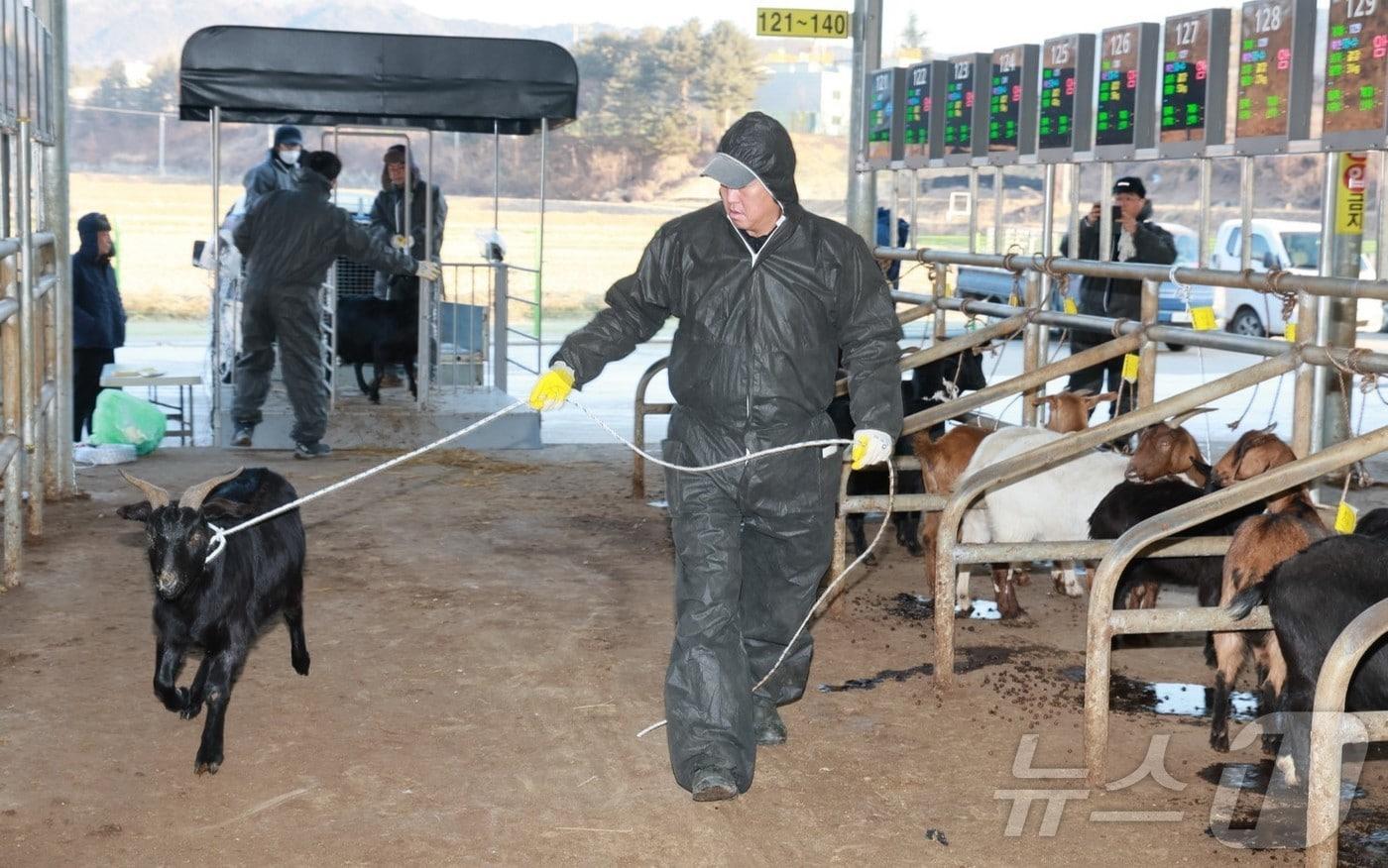 경북 예천군은 14일 오전 예천가축시장에서 열린 ‘2026년 새해 첫 염소 경매’ 현장을 찾아 출하 상황과 경매 진행 과정을 점검했다.(예천군 제공. 재판매 및 DB금지) /뉴스1