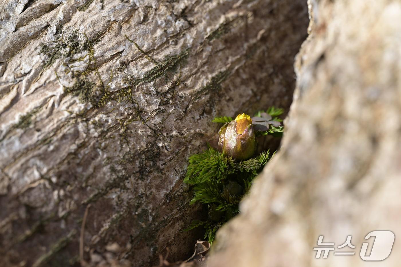 한라산 일대 해발 500m 지점의 세복수초 (산림청 국립산림과학원 제공.재판매 및 DB금지)/뉴스1