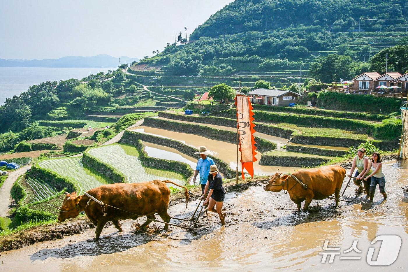 본문 이미지 - 남해군 다랭이마을 모내기(남해군 제공. 재판매 및 DB금지).