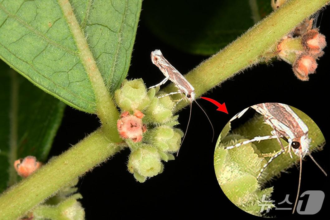 본문 이미지 -  조도만두나무 화분매개 나방(산림청 국립수목원 제공.재판매 및 DB금지)/뉴스1