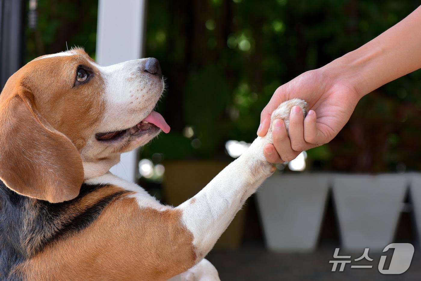 본문 이미지 - 실험동물 유형 중 하나인 비글 종 강아지(사진 클립아트코리아) ⓒ 뉴스1