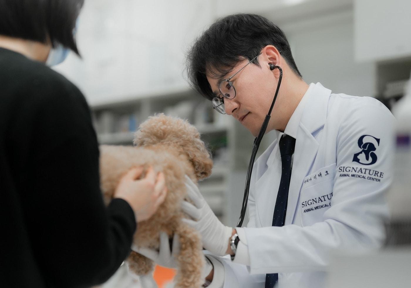 본문 이미지 - 이태호 시그니처동물의료센터 원장이 진료를 보고 있다(벳아너스 제공). ⓒ 뉴스1