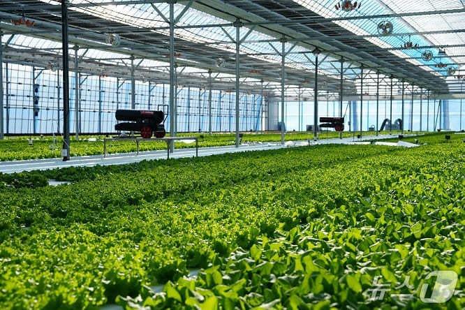 본문 이미지 - SB성보 자회사 SB위드아그로의 스마트팜 온실 전경. 자동화된 재배 환경을 통해 계절적 제약을 줄이고 안정적인 농업 생산 인프라를 운영하고 있다.  사진=SB성보 제공