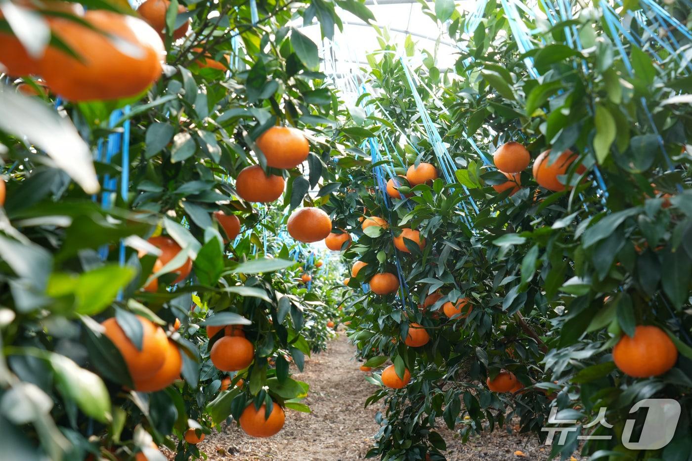 본문 이미지 - 제주산 레드향.(제주특별자치도 제공, 재판매 및 DB 금지)