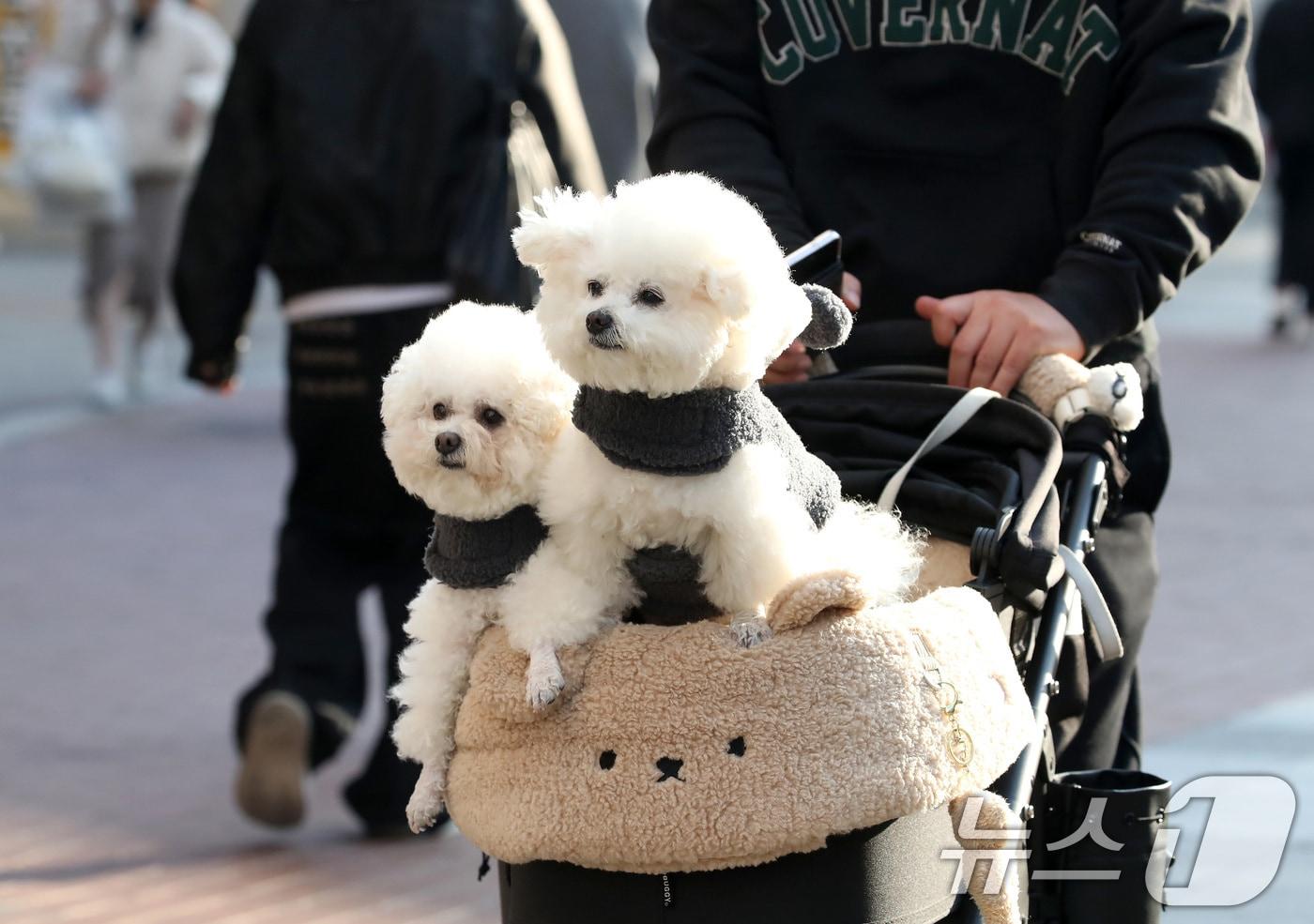 본문 이미지 - 하루 사이 기온이 크게 오른 15일 오후 대구 중구 동성로에서 한 시민이 반려견을 유모차에 태운 채 걸어가고 있다. 2026.1.15/뉴스1 ⓒ News1 공정식 기자