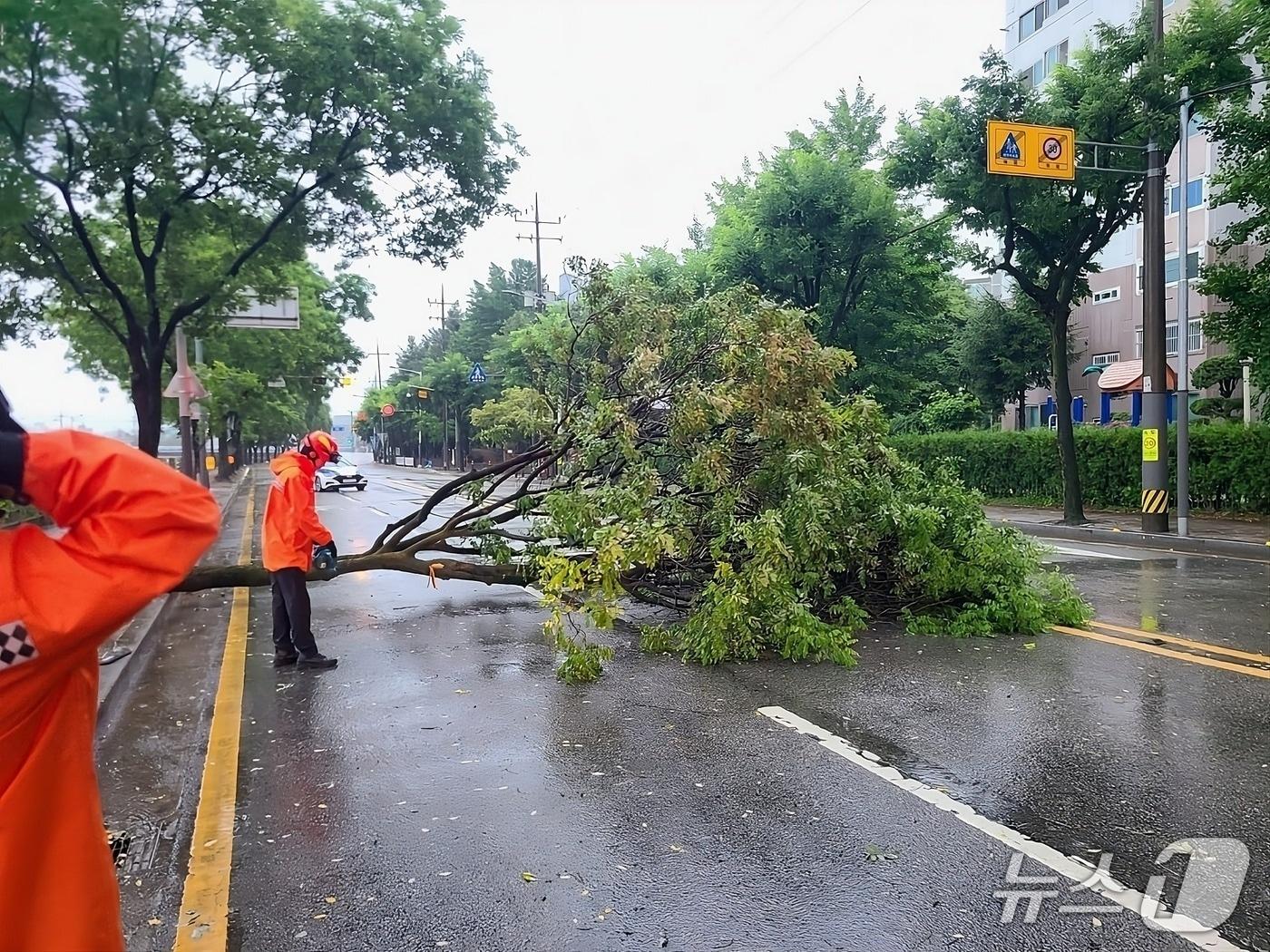 본문 이미지 - 전북 소방이 쓰러진 나무를 제거하고 있다.(전북소방본부 제공. 재판매 및 DB금지)