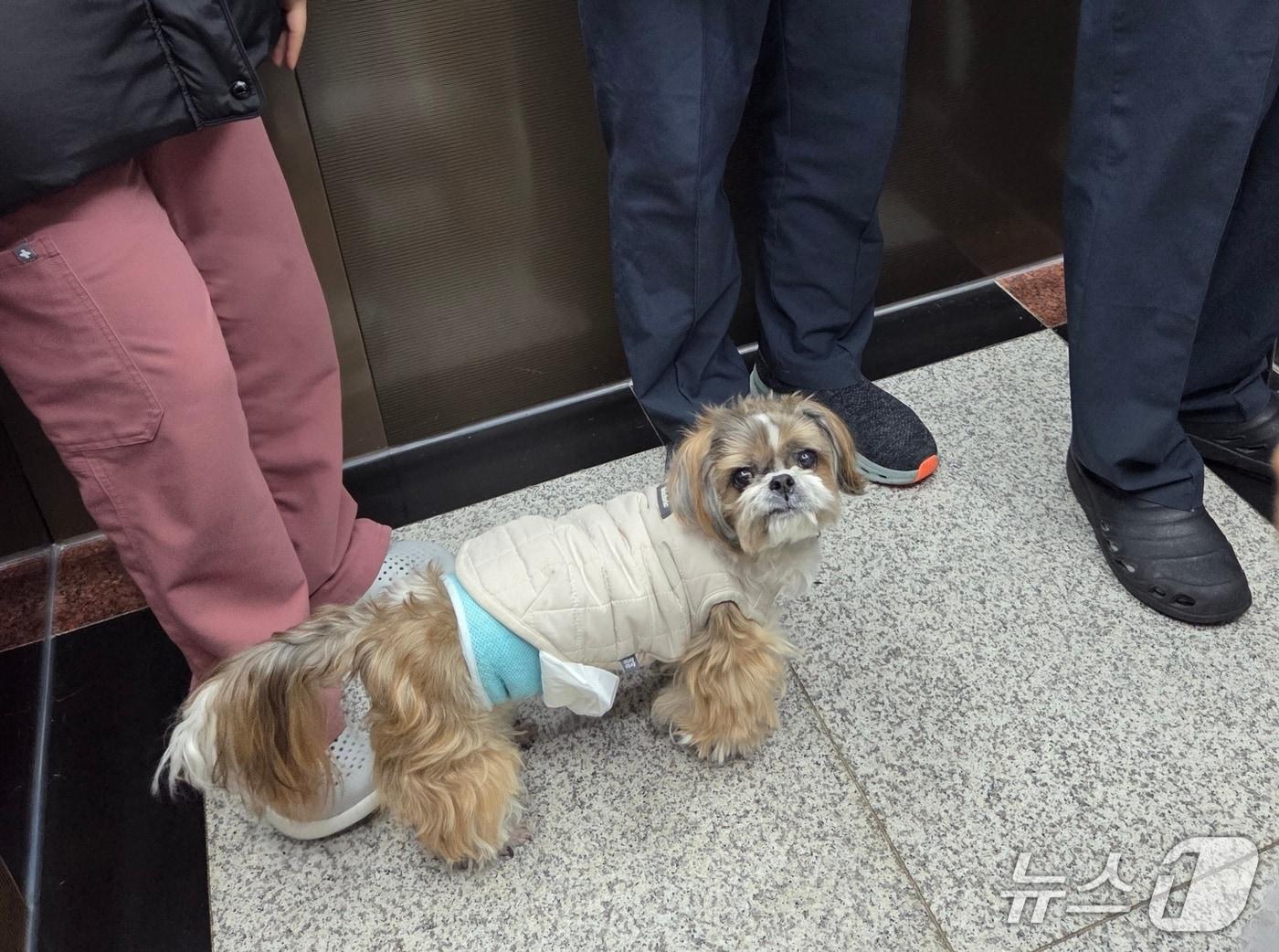 본문 이미지 - 엘리베이터 타고 총 9층 동물병원을 순찰하는 시추(시츄) '쎼미' ⓒ 뉴스1 한송아 기자