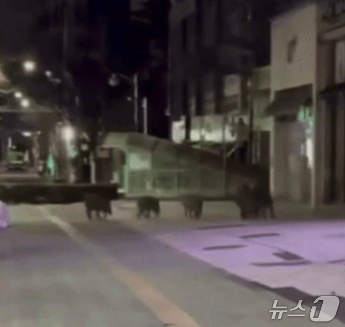 본문 이미지 -  안성시 공도읍 일대 상가에 출몰한 멧돼지 5마리가 영상에 담긴 모습