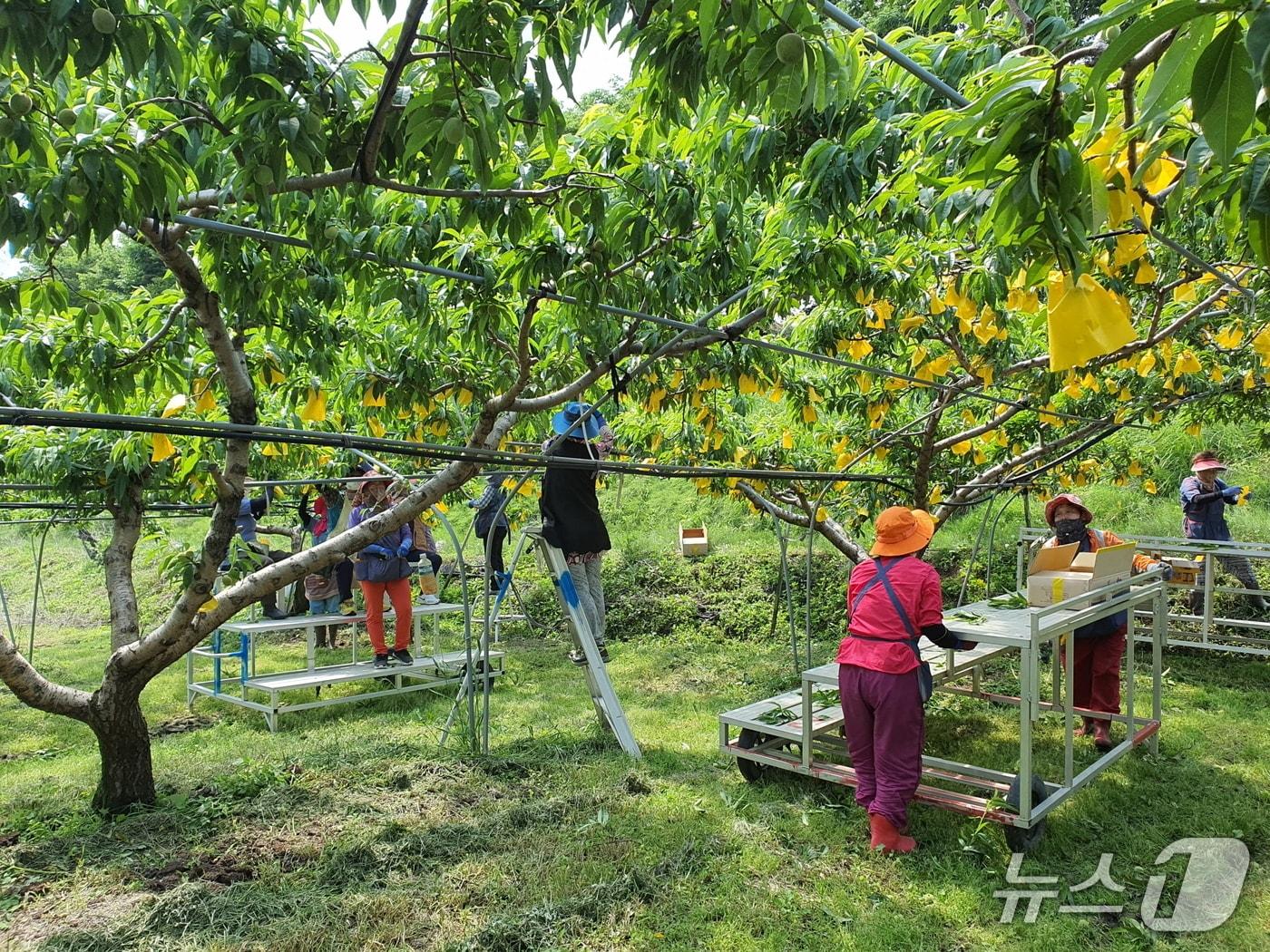 본문 이미지 - 여성 농업인들이 복숭아 봉지 씌우기 작업을 하고 있다. (영동군 제공. 재판매 및 DB금지) /뉴스1 