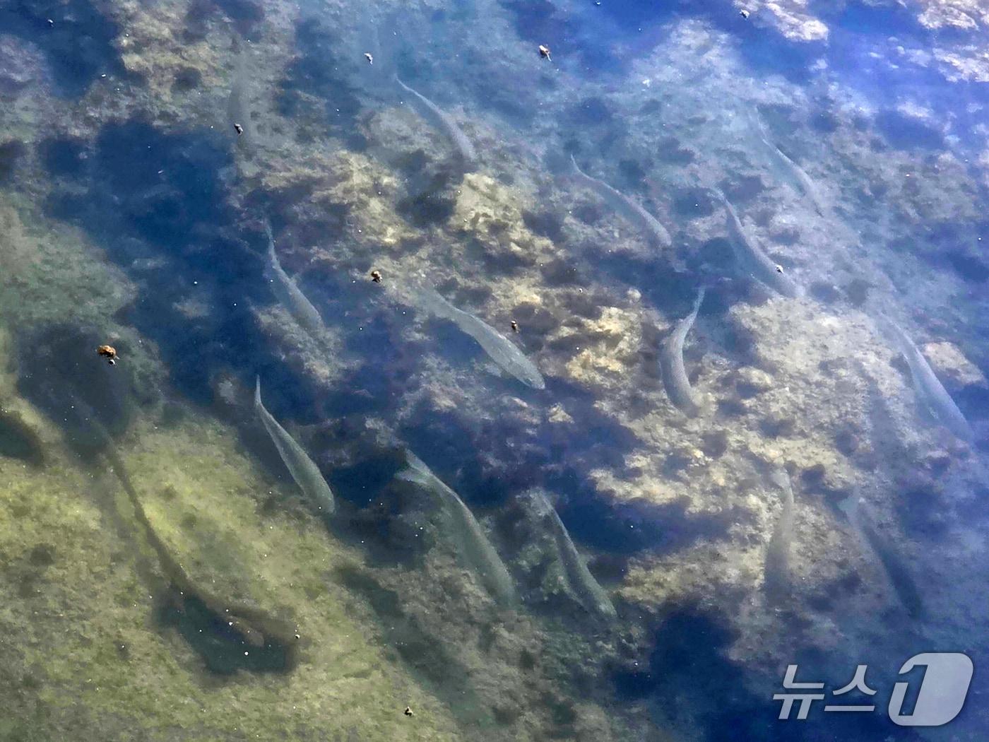 본문 이미지 - 지난해 12월 준공된 경북 포항시 북구 학산천 생태하천에서 지난 14일과 16일 수십 여마리의 물고기가 헤엄치는 모습이 목격됐다. (독자제공, 재판매 및 DB금지) 2026.1.17/뉴스1