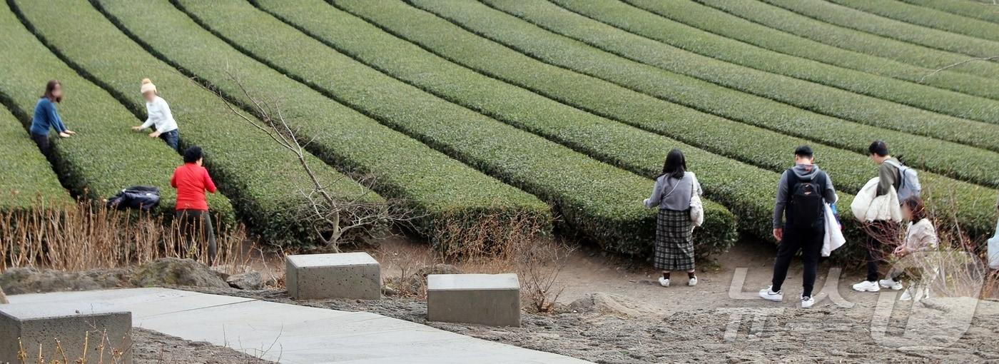 본문 이미지 - 제주도 서귀포시 안덕면 오설록 서광차밭/홍수영 기자