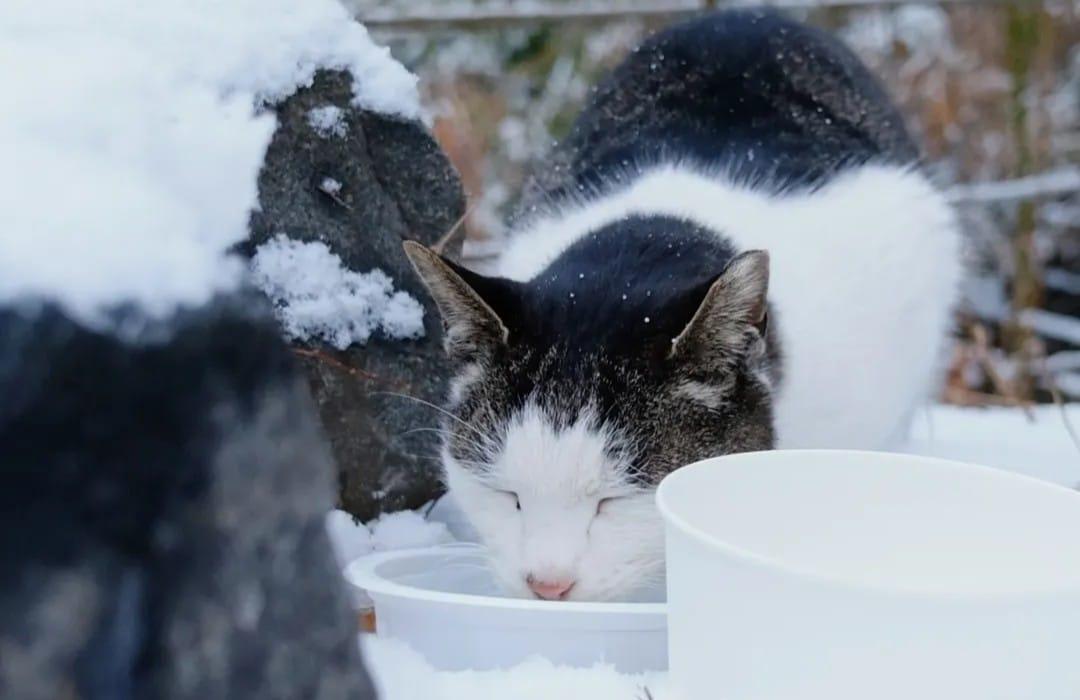 본문 이미지 - 서울시 성동구 한 공원에서 봉사자가 준 물과 밥을 먹고 있는 길고양이(인스타그램 seoulforestcat 제공)