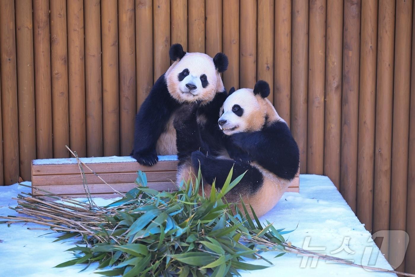 본문 이미지 - 눈 덮인 '판다 세컨하우스'에서 즐거운 시간을 보내는 루이바오(왼쪽)와 후이바오(에버랜드 제공)