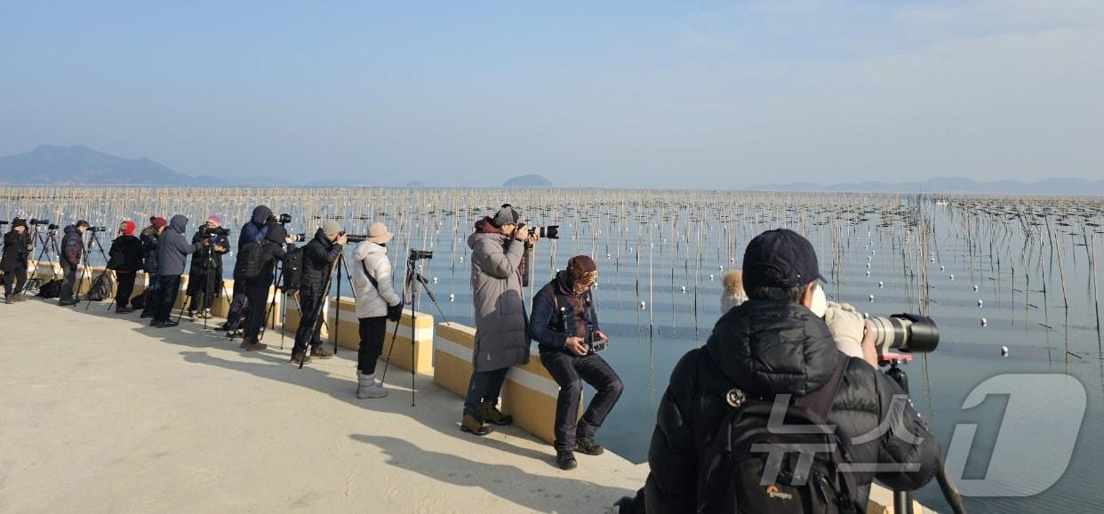 본문 이미지 - 전남 장흥군 대덕읍 매생이 양식장이 겨울철 사진명소로 주목받으며 전국 사진 작가와 동호회 회원들로 북적이고 있다.(장흥군 제공, 재배포 및 DB 금지)/뉴스1
