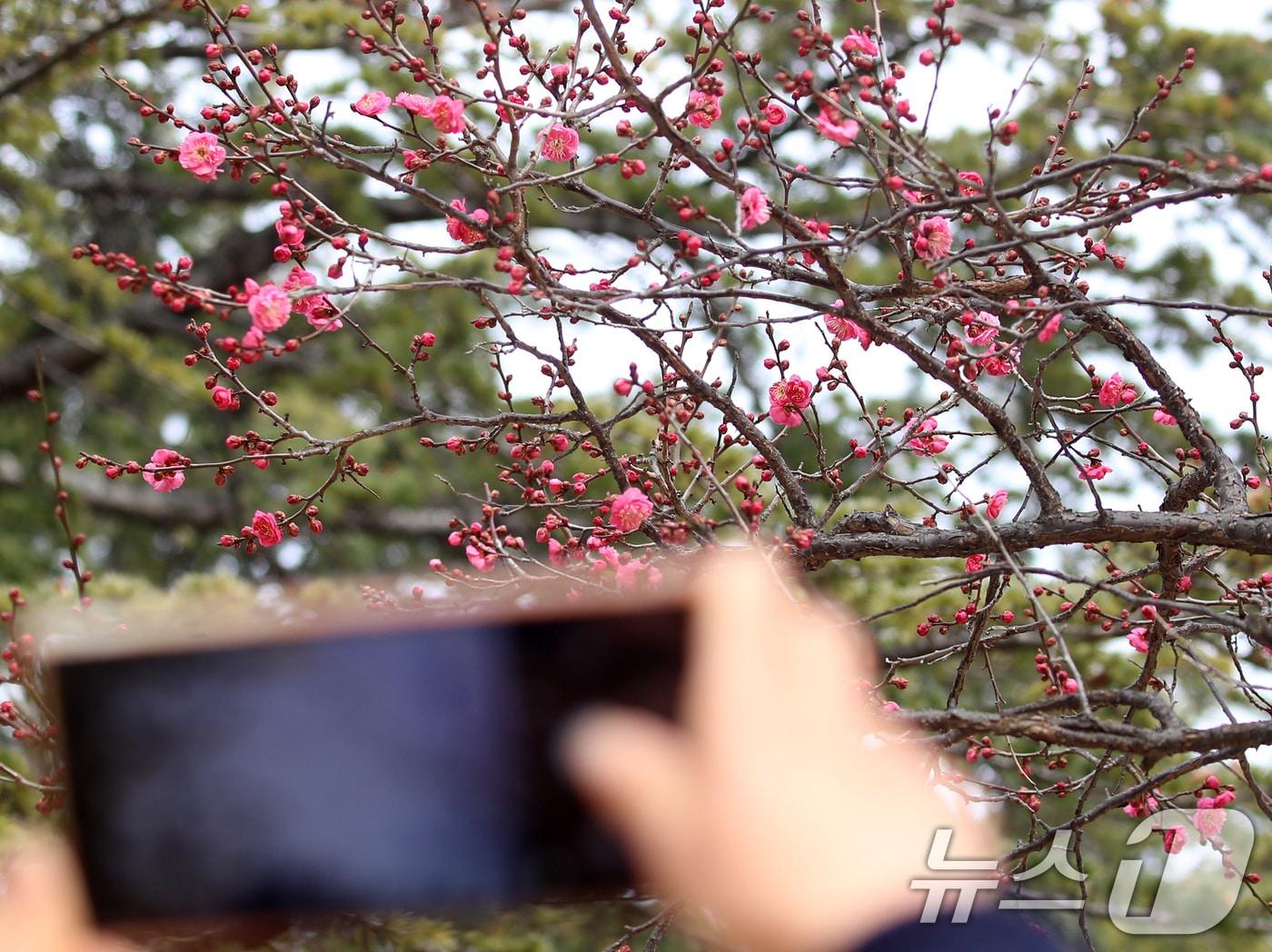 본문 이미지 - '1년 중 가장 춥다'는 절기상 대한(大寒)을 하루 앞둔 19일 부산 남구 유엔기념공원에서 봄의 전령사 홍매화가 꽃망울을 터뜨려 눈길을 끌고 있다. 2026.1.19/뉴스1 ⓒ News1 윤일지 기자