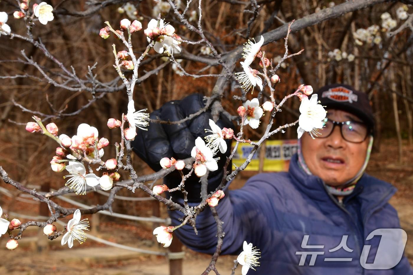 본문 이미지 - 1년 가운데 가장 춥다는 대한(大寒) 을 하루 앞둔 19일 오후 경북 포항시 남구 포항시청 뒷편 야산에 매화가 꽃망울을 활짝 터뜨리자 산책 나온 시민이 먀화꽃을 지켜보고 있다. 2026.1.19/뉴스1 ⓒ News1 최창호 기자
