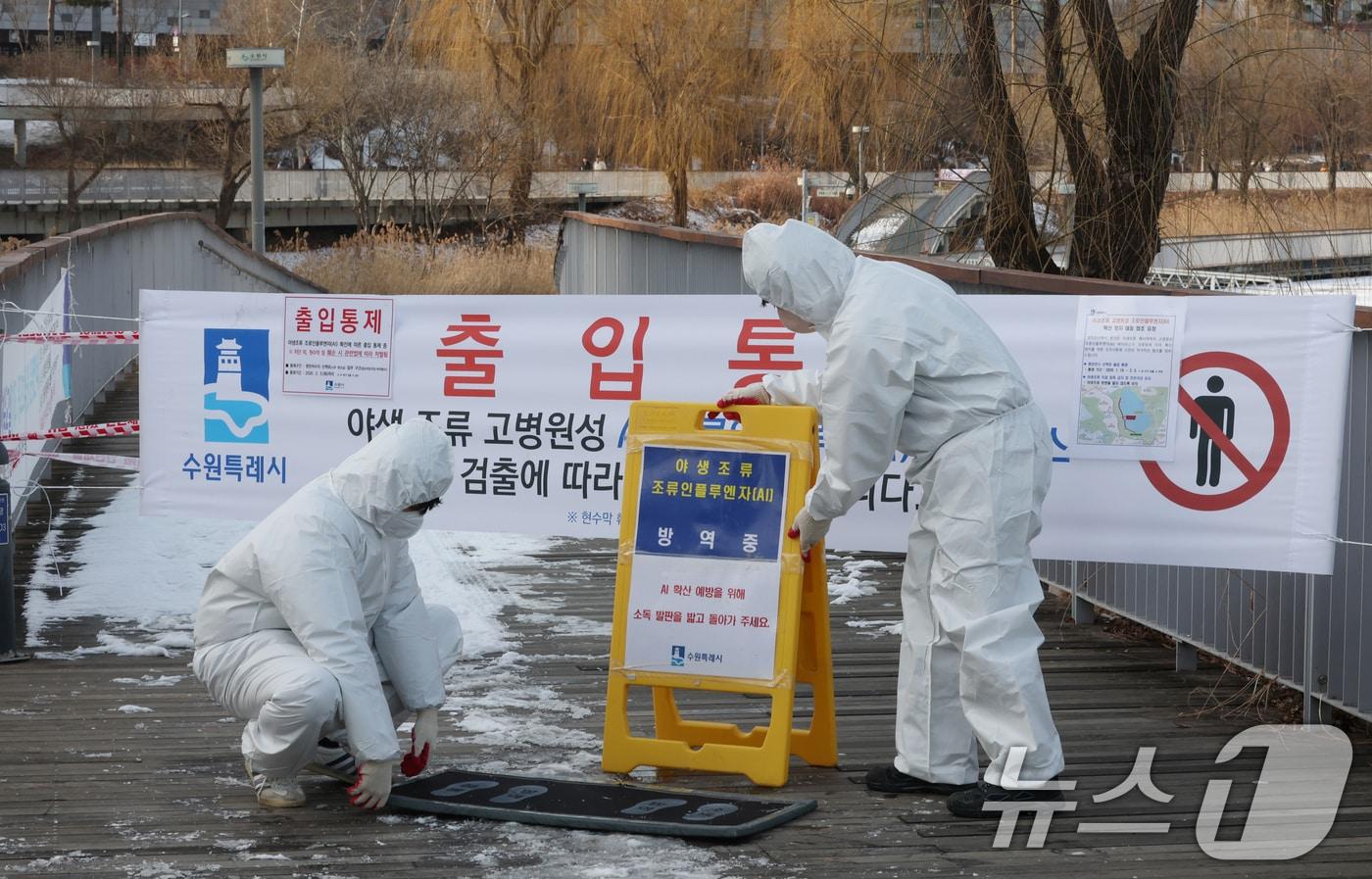 본문 이미지 - 19일 경기 수원시 영통구 원천호수 일대에서 고병원성 조류인플루엔자(AI)가 발생해 관계자들이 나무데크길 일부 구간의 출입을 통제하고 방역 작업을 하고 있다. 2026.1.19 ⓒ 뉴스1 김영운 기자