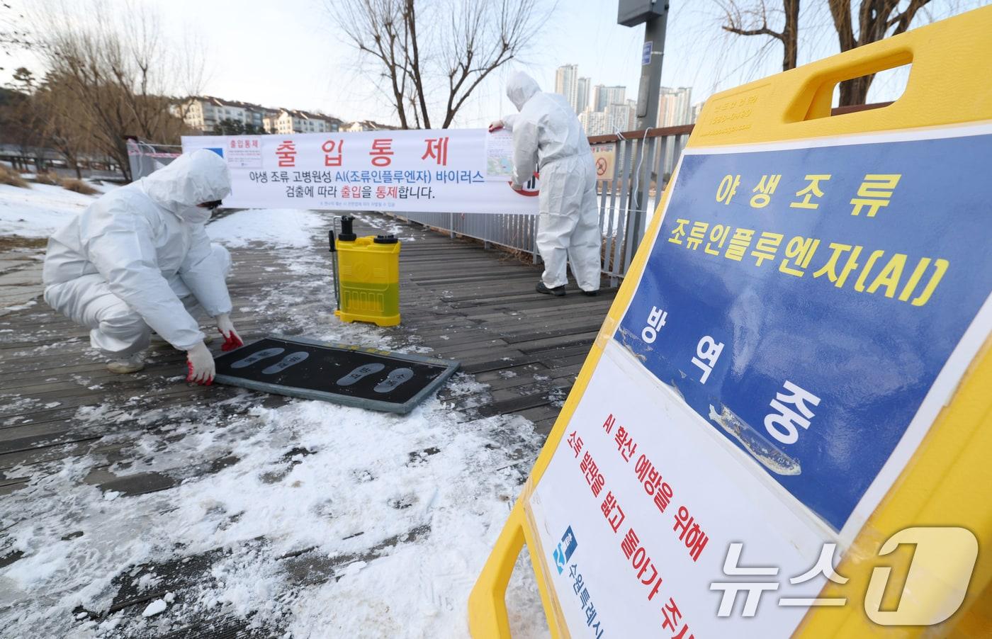 본문 이미지 - 고병원성 조류인플루엔자(AI) 발생해 관계자들이 출입을 통제하고 방역 작업을 하고 있다. (사진은 기사 내용과 무관함)/뉴스1