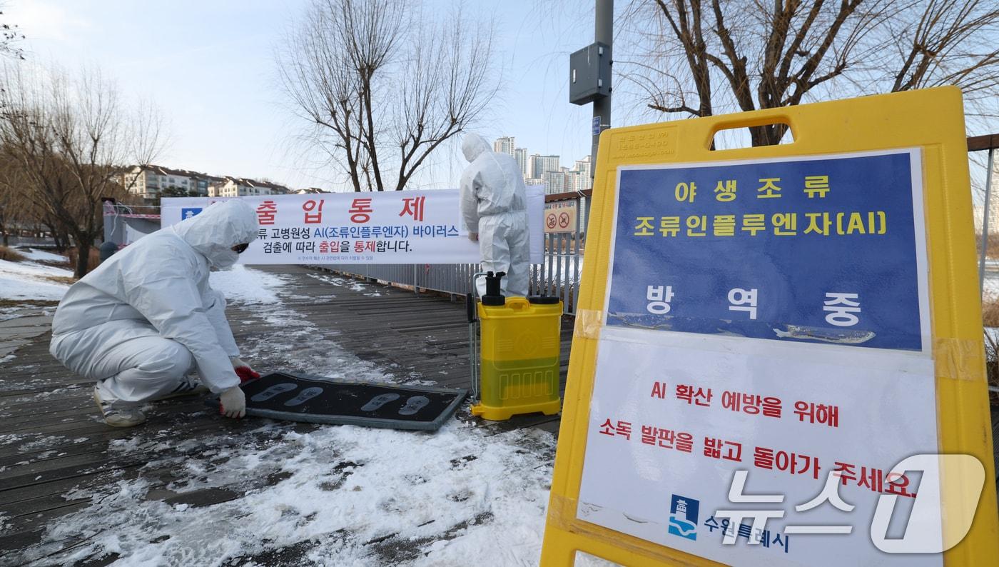 본문 이미지 - 19일 경기 수원시 영통구 원천호수 일대에서 고병원성 조류인플루엔자(AI)가 발생해 관계자들이 나무데크길 일부 구간의 출입을 통제하고 방역 작업을 하고 있다. 2026.1.19/뉴스1 ⓒ News1 김영운 기자