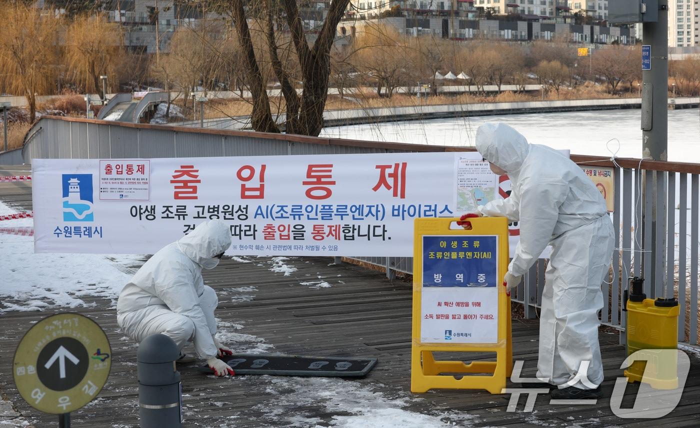 본문 이미지 - 고병원성 조류인플루엔자(AI)가 발생해 관계자들이 출입을 통제하고 방역 작업을 하고 있다. (사진은 기사 내용과 무관함) / 뉴스1 ⓒ News1/ 뉴스1 