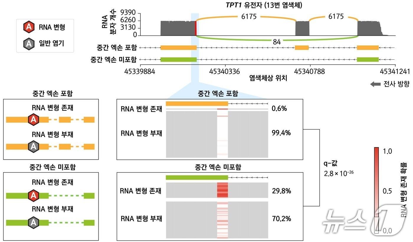본문 이미지 - DeepRM을 이용한 mRNA 스플라이싱과 RNA 변형 간 연관성 규명(백대현 서울대 교수 제공) /뉴스1