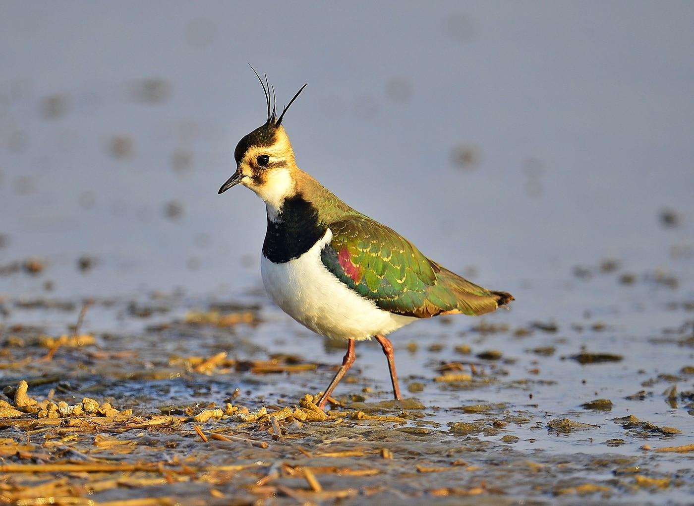 본문 이미지 - 서천 갯벌에서 포착된 '댕기물떼새'.(서천군 지속가능발전협의회 제공. 재판매 및 DB금지)/뉴스1