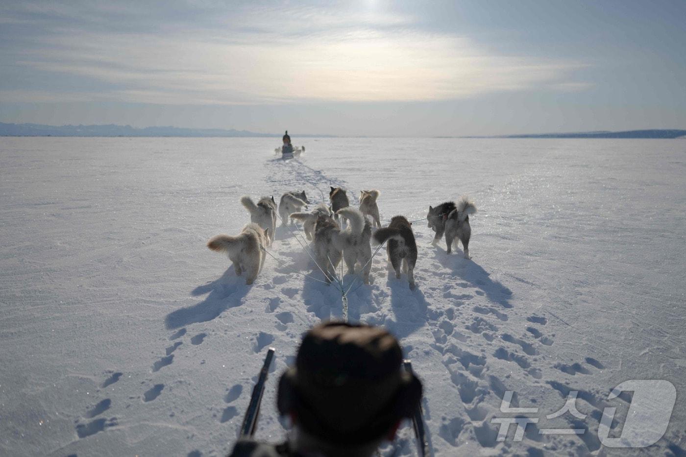 본문 이미지 - 2024년 4월 28일(현지시간) 그린란드의 한 피오르드 해빙 위에서 이누이트 사냥꾼이 개썰매로 이동하며 물범을 찾고 있다. (자료 사진) 2024.04.28. ⓒ AFP=뉴스1 ⓒ News1 윤다정 기자