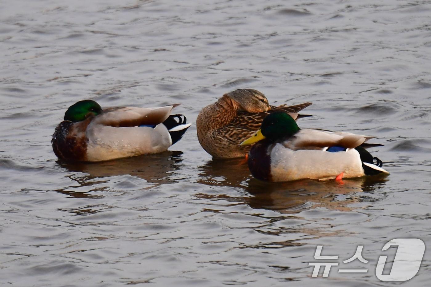 본문 이미지 - 일년 가운데 가장 춥다는 대한(大寒) 인 20일 경북 포항시 남구 연일읍 형산강에서 겨울철새들이 날개를 접은 채 쉬고 있다. 2026.1.20/뉴스1 ⓒ News1 최창호 기자