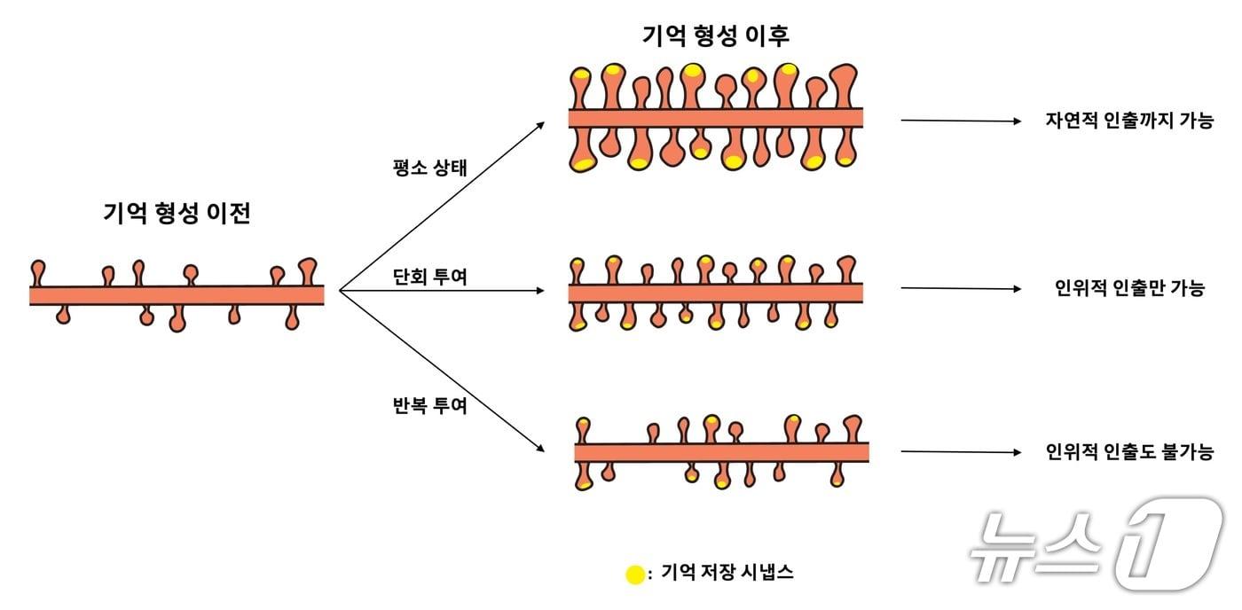 본문 이미지 - 연구 핵심 내용 요약 모식도(IBS 제공) /뉴스1