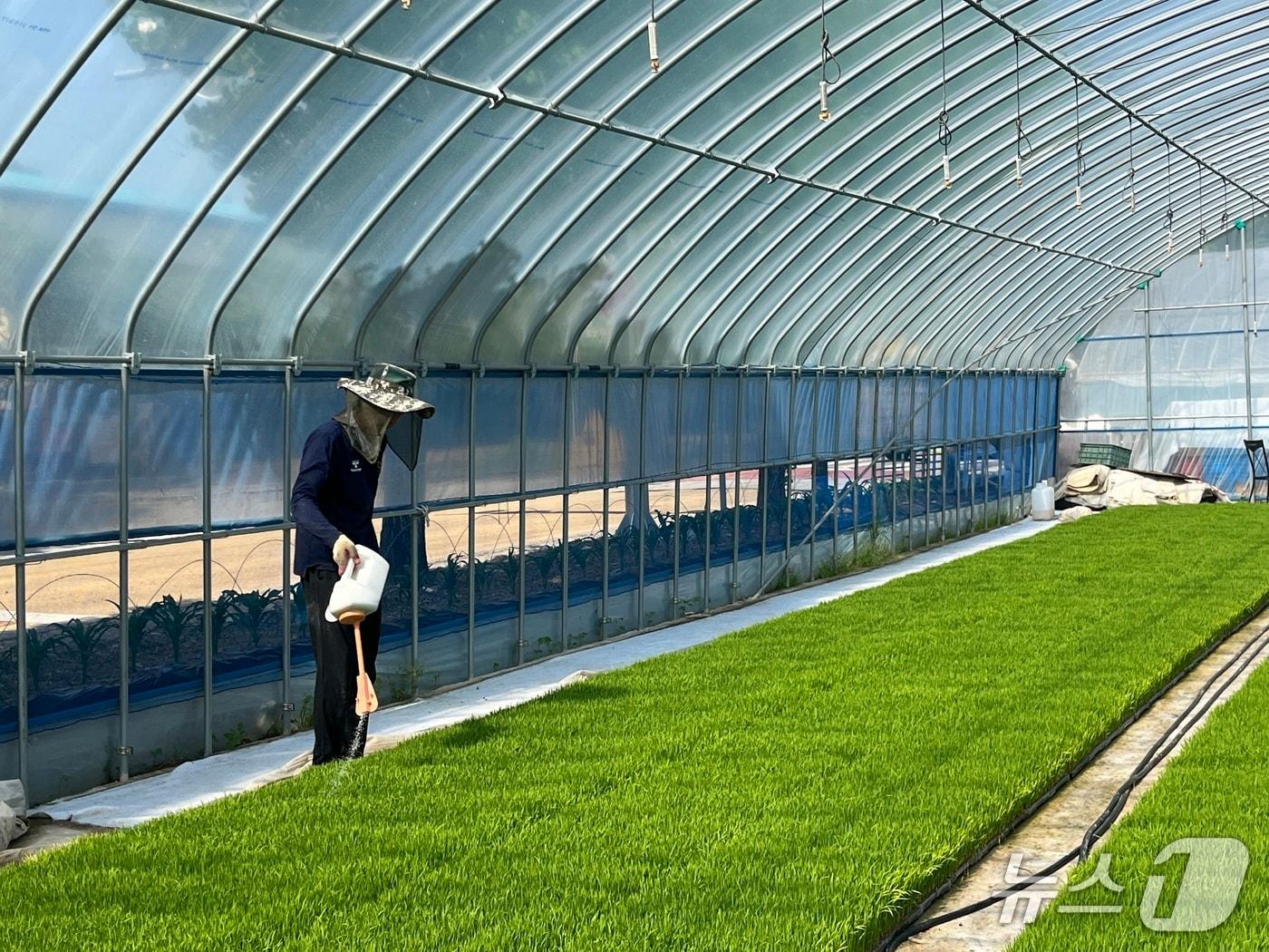 본문 이미지 - 전북 임실군이 오는 2월 6일까지 육묘상자처리제 지원사업 신청을 받는다.(임실군제공, 재판매 및 DB금지)2026.1.20/뉴스1