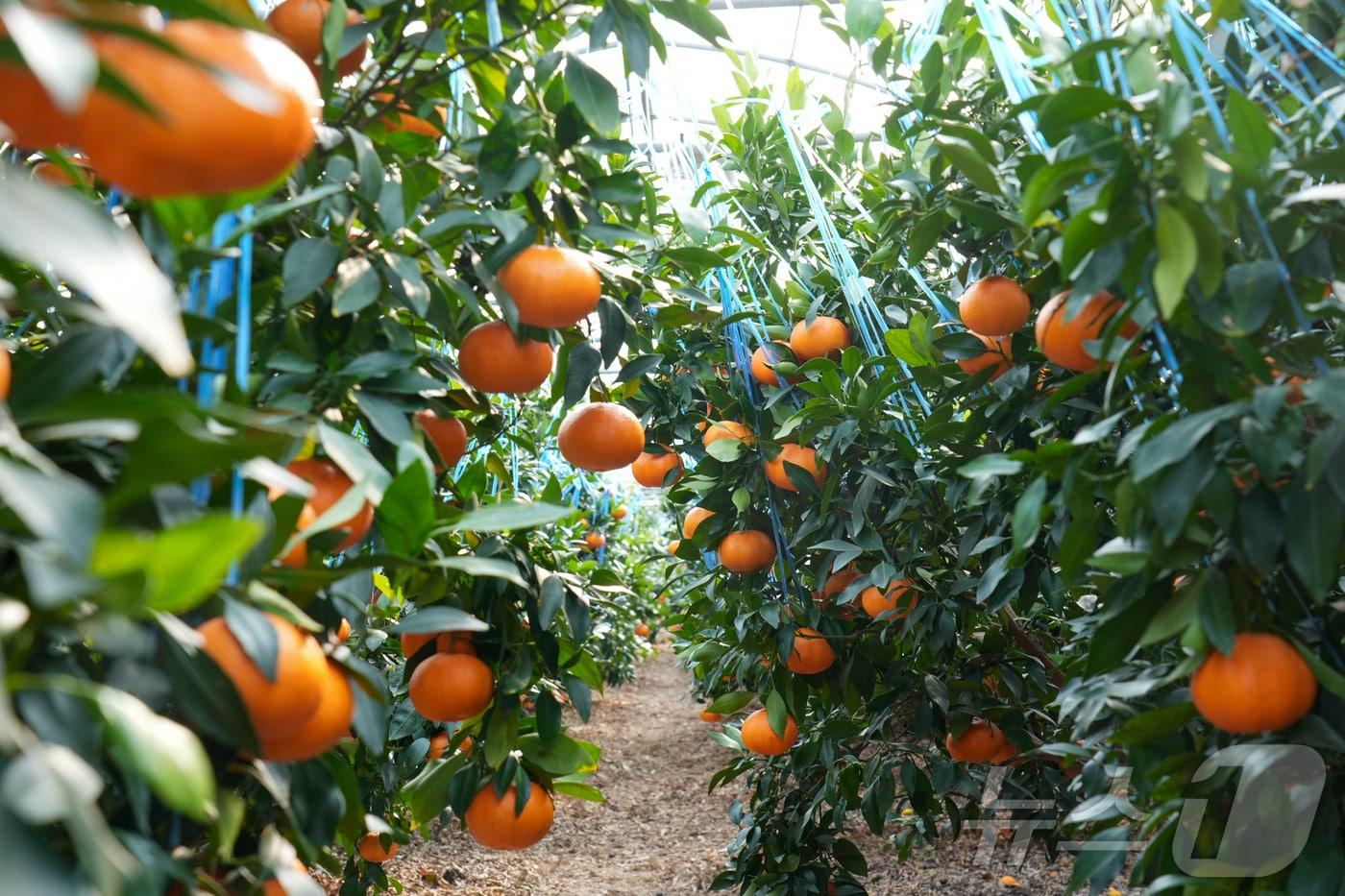 본문 이미지 - 제주시의 한 레드향 재배 농가.(제주특별자치도 제공, 재판매 및 DB 금지) 2026.1.20/뉴스1 ⓒ News1 오미란 기자