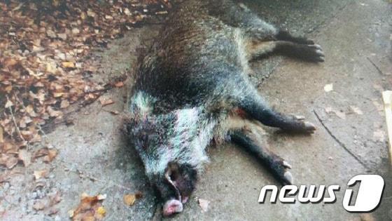본문 이미지 - 멧돼지 자료사진 ⓒ 뉴스1