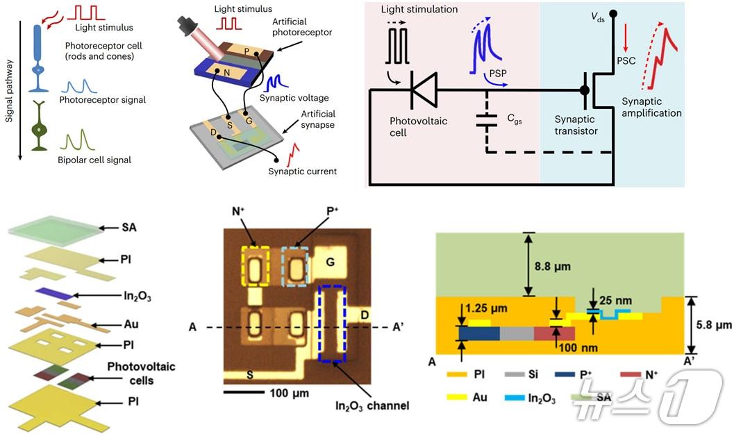 본문 이미지 - 연구 이미지. (부산대 제공. 재판매 및 DB 금지)
