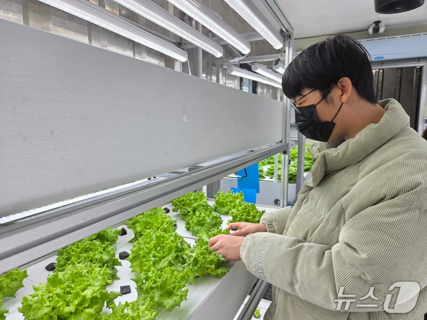 본문 이미지 - 장애학생 직업교육(스마트팜 관리) 모습.(부산시교육청 제공. 재판매 및 DB금지)