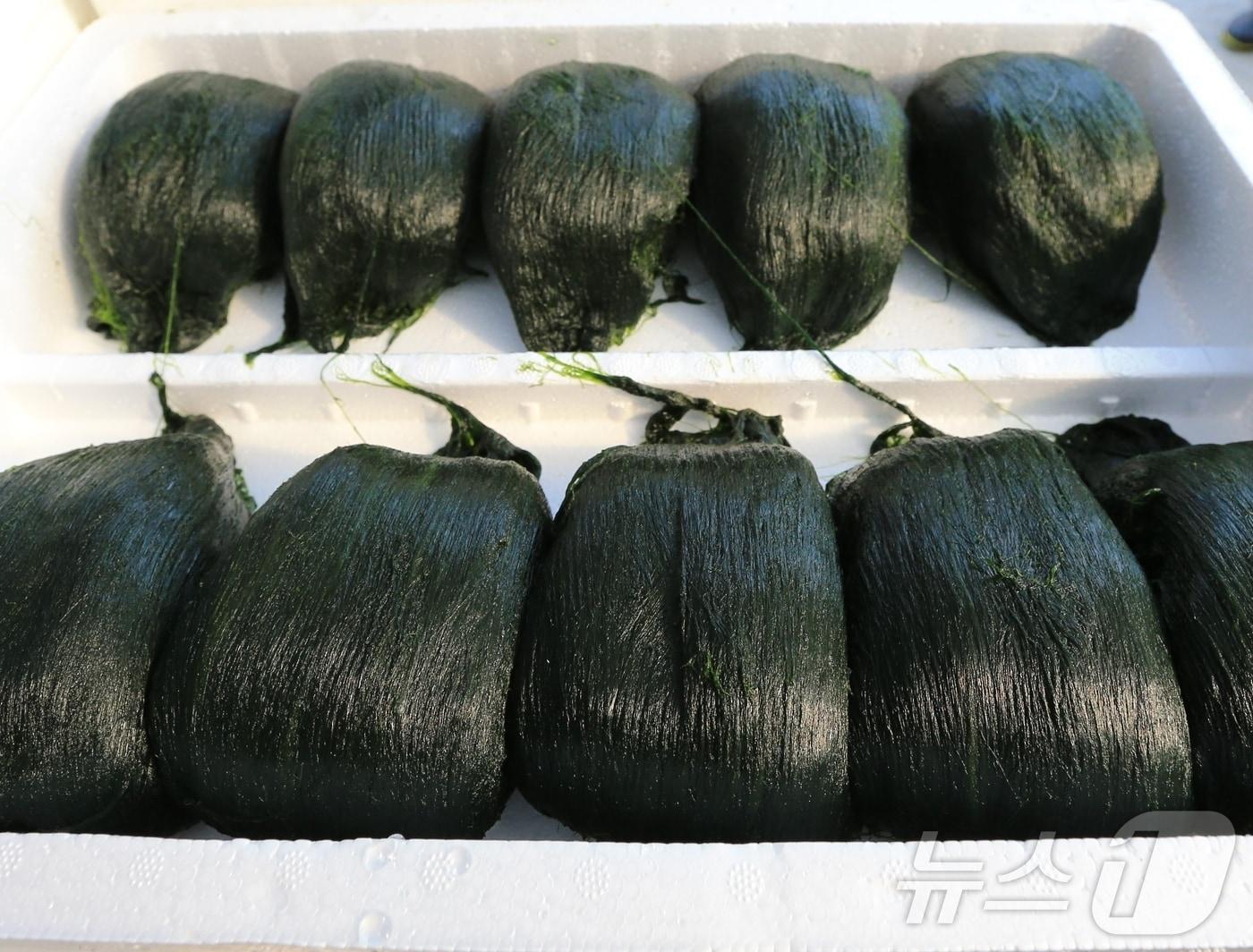 본문 이미지 - 완도 겨울 별미 매생이 (완도군 제공. 재판매 및 DB금지) /뉴스1 