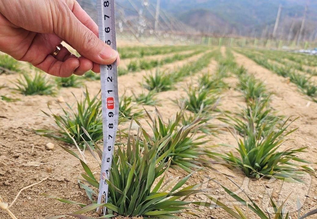 본문 이미지 - 대구 군위군은 21일 과학영농실증시범포에서 조사료 생산 기반 강화를 위한 트리티케일 실증시험을 본격 추진하고 있다/뉴스1