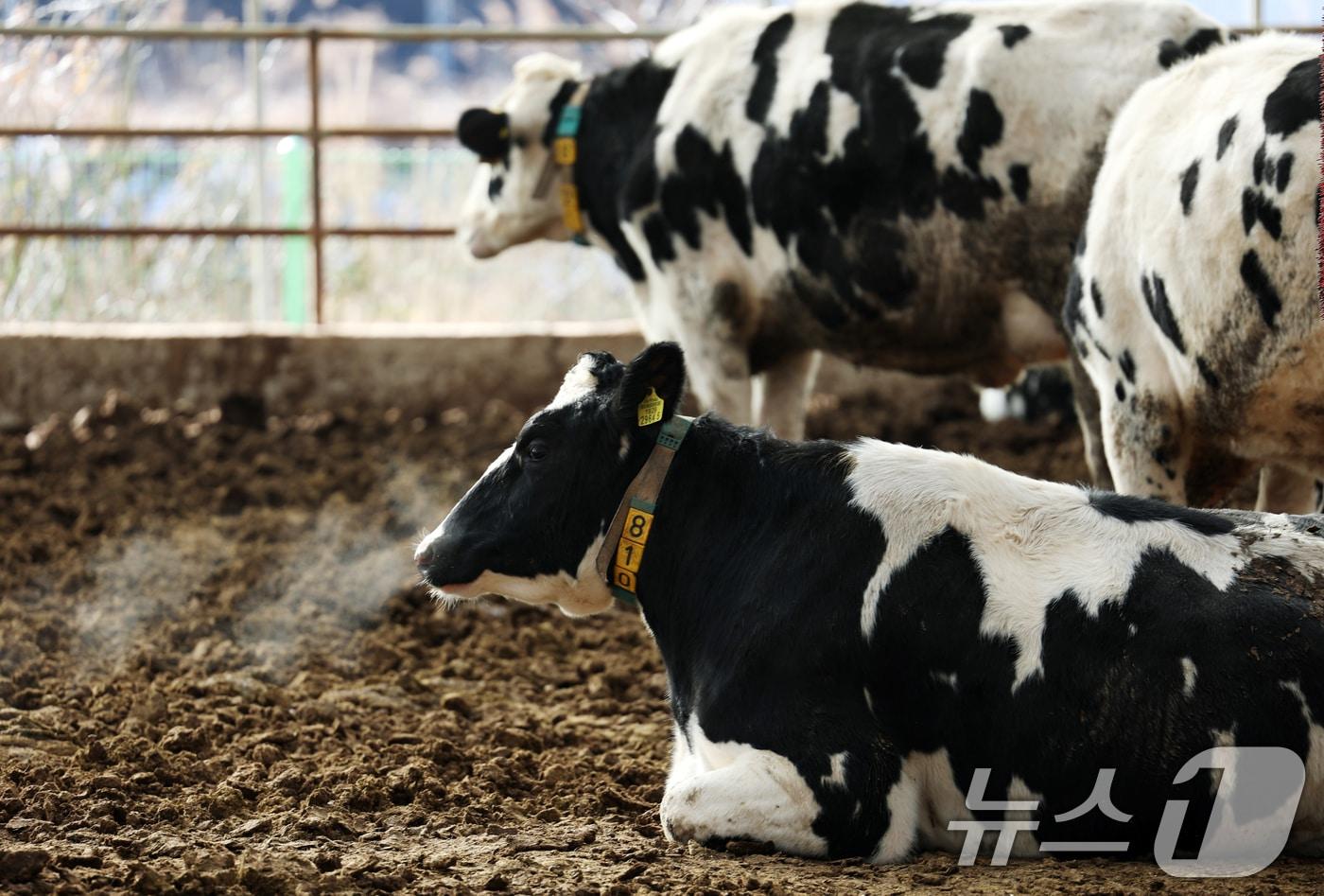 본문 이미지 - 경기 화성시 장안면의 한 축사에서 젖소들이 입김을 내뿜고 있다.1 ⓒ News1 김영운 기자