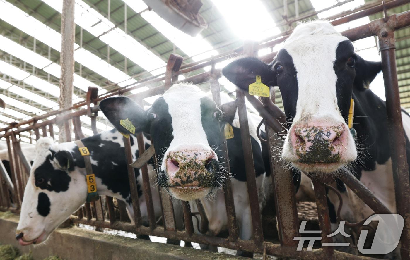 본문 이미지 - 강력한 한파가 계속되고 있는 21일 경기 화성시 장안면의 한 축사에서 젖소들이 입김을 내뿜고 있다. 2026.1.21/뉴스1 ⓒ News1 김영운 기자