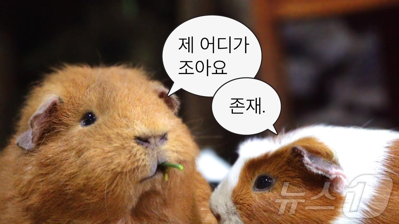 본문 이미지 - 쿼카, 카피바라 등 해외 동물을 다룬 '무해한 여행' 시리즈(하나투어 제공)