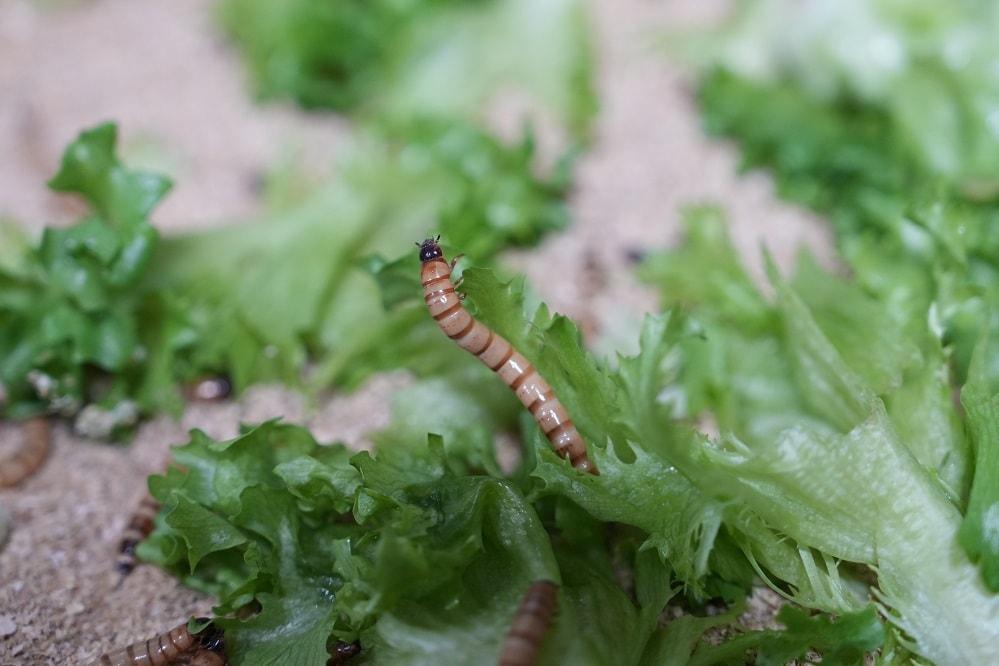 본문 이미지 - 채소 재배 과정에서 발생한 부산물을 밀웜 사료로 활용하는 모습. SB위드아그로는 지역 곤충 농가와 협력해 순환경제 모델을 운영하고 있다. (사진=SB성보)