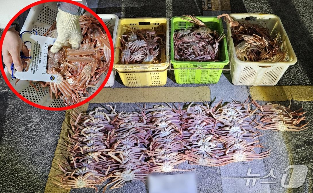 본문 이미지 - 경북 포항해양경찰서가 특별단속을 벌여 대게를 불법 포획하고 유통한 선장 등 7명을 붙잡았다. 경찰이 압수한 대게는 수산자원 회복을 위해 바다에 방류됐다.(포항해양경찰서 제공, 재판매 및 DB금지) 2026.1.21/뉴스1 