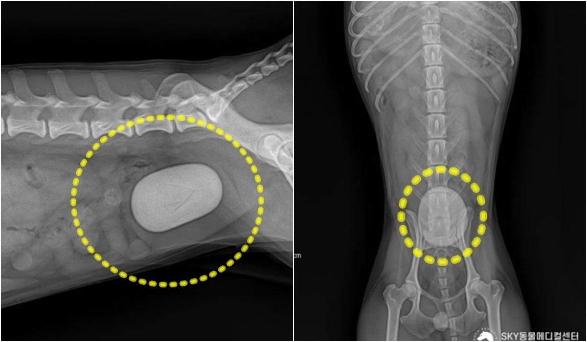 본문 이미지 - 혈뇨 증상으로 동물병원에 내원한 푸들의 방사선 검사에서 발견된 거대 결석(광주 스카이동물메디컬센터 제공) ⓒ 뉴스1